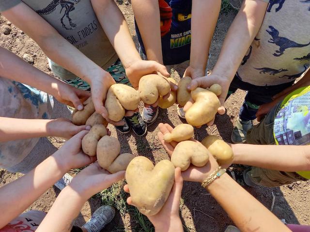 Alawi Kartoffeln.jpg